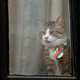 Image for article titled Ecuador Tells Julian Assange He Needs to Take Care of His Damn Cat